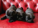 Pug mops bebekler