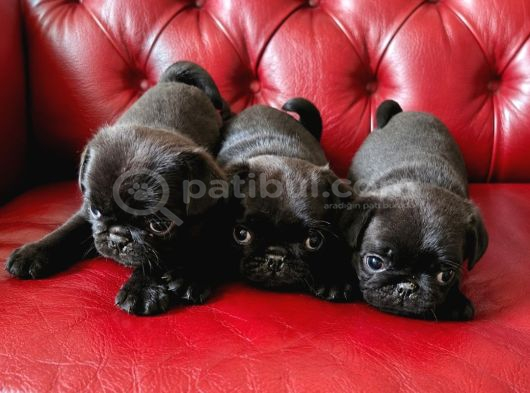 Pug Mops Bebekler