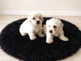 Maltese Terier Bebisler