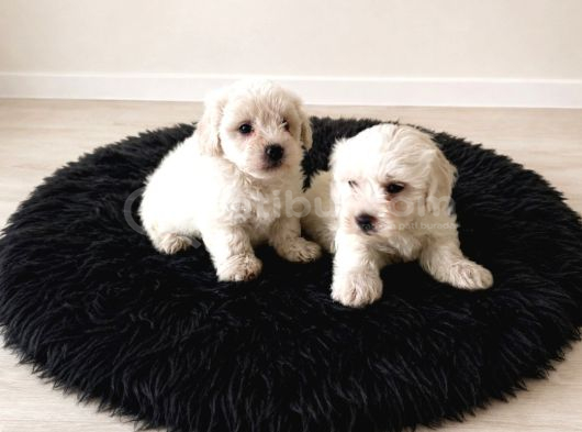 Maltese Terier Bebisler görsel