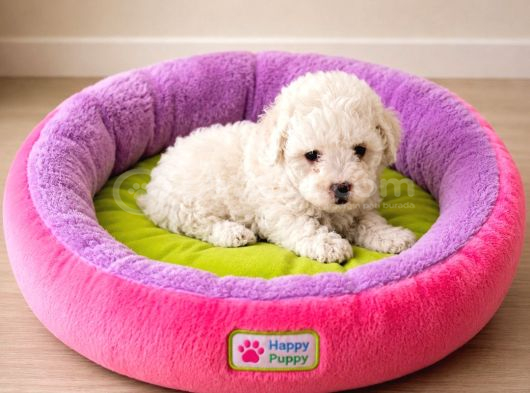 Maltese Terier Bebisler görsel