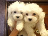 Maltese terier bebisler