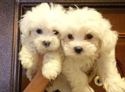 Maltese Terier Bebisler