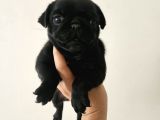 Pug Mops Bebekler
