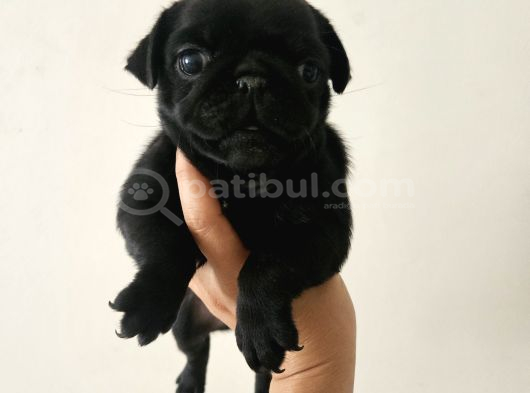 Pug Mops Bebekler görsel