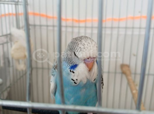 Jumbo Yavru Muhabbet Kuşu görsel