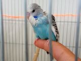 Jumbo yavru muhabbet kuşu