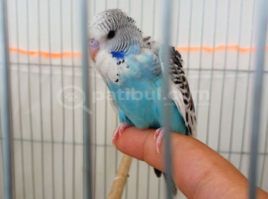 Jumbo Yavru Muhabbet Kuşu