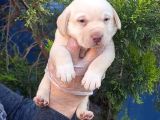 Süper Fi̇yatlara Gerçek Orji̇nal Labrador Yavrular