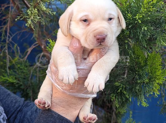 Süper Fi̇yatlara Gerçek Orji̇nal Labrador Yavrular görsel
