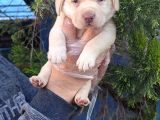 Süper Fi̇yatlara Gerçek Orji̇nal Labrador Yavrular