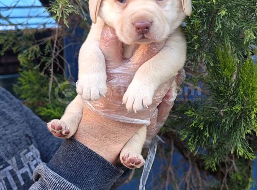 Süper Fi̇yatlara Gerçek Orji̇nal Labrador Yavrular görsel