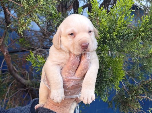 Süper Fi̇yatlara Gerçek Orji̇nal Labrador Yavrular görsel