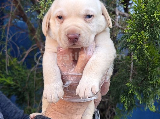 Süper Fi̇yatlara Gerçek Orji̇nal Labrador Yavrular görsel