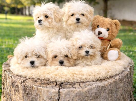 Gercek Malti̇poo Anne Babadan A Kali̇te Yavrular görsel