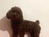 Süper Kali̇te Gerçek Kore Toy Poodle Yavrular
