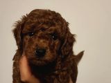 SÜPER KALİTE GERÇEK KORE TOY POODLE YAVRULAR