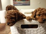 Süper Kali̇te Gerçek Kore Toy Poodle Yavrular