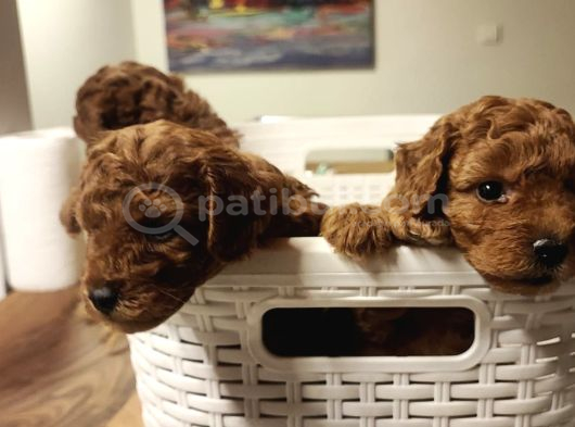 Süper Kali̇te Gerçek Kore Toy Poodle Yavrular görsel