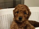 Süper Kali̇te Gerçek Kore Toy Poodle Yavrular