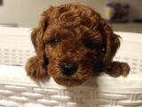 Süper Kali̇te Gerçek Kore Toy Poodle Yavrular