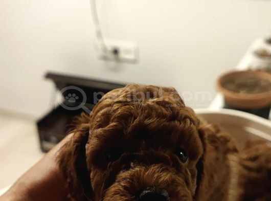 Süper Kali̇te Gerçek Kore Toy Poodle Yavrular görsel