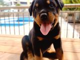 Koca Kafa Rotweiler Yavruları