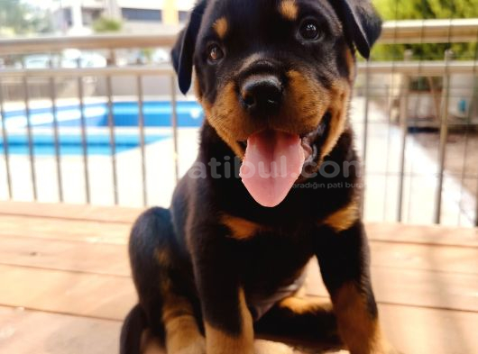 Koca Kafa Rotweiler Yavruları görsel