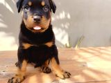 Koca Kafa Rotweiler Yavruları