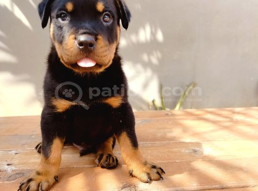 Koca Kafa Rotweiler Yavruları görsel
