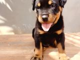 Koca kafa rotweiler yavruları