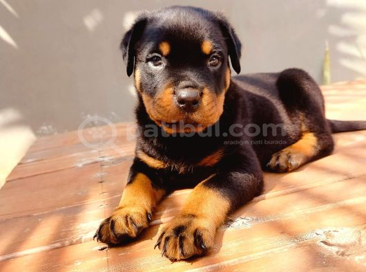 Koca Kafa Rotweiler Yavruları görsel