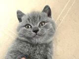 Safkan British Shorthair Ayi Surat Top Kafa Bebis