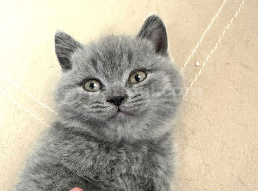 Safkan British Shorthair Ayi Surat Top Kafa Bebis görsel