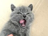 Safkan British Shorthair Ayi Surat Top Kafa Bebis