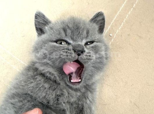 Safkan British Shorthair Ayi Surat Top Kafa Bebis görsel