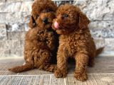 MİKROCHİPLİ HİPOALERJENİK RED BROWN POODLE YAVRULAR
