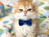 Golden tüylü sarı şekerler teslime hazır
