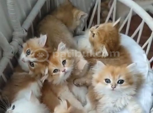 Golden Tüylü Sarı Şekerler Teslime Hazır görsel