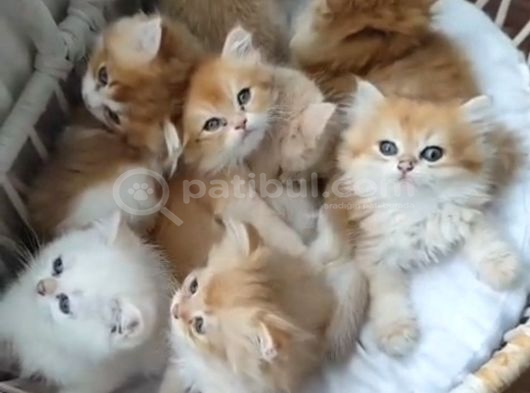 Golden Tüylü Sarı Şekerler Teslime Hazır görsel