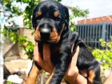 Efsane Kalitede Doberman Yavruları