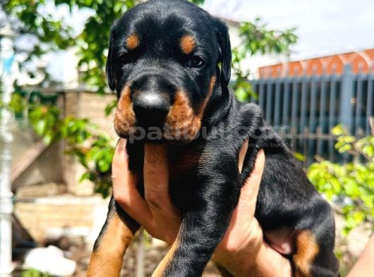 Efsane Kalitede Doberman Yavruları