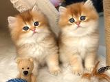Aslan Yeleli Özel Renk Golden Ny12 British Longhair