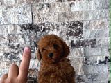 Mi̇krochi̇pli̇ Hi̇poalerjeni̇k Red Brown Poodle Yavrular