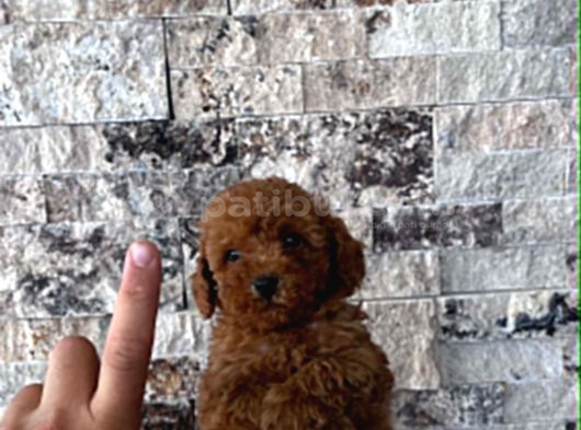 Mi̇krochi̇pli̇ Hi̇poalerjeni̇k Red Brown Poodle Yavrular görsel