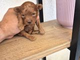Korekan Poodle Yavrular Tekirdağ