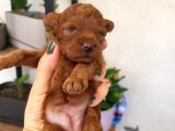 Korekan Poodle Yavrular Tekirdağ