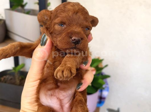 Korekan Poodle Yavrular Tekirdağ görsel