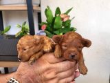Korekan poodle yavrular Tekirdağ