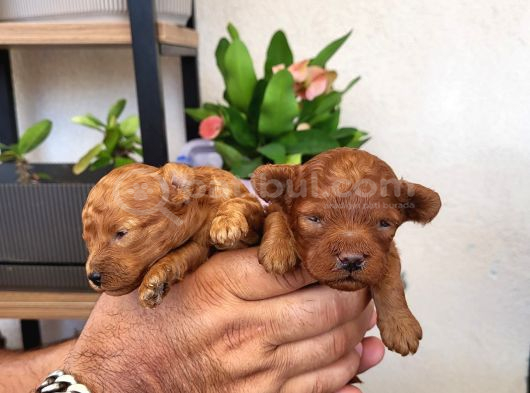 Korekan Poodle Yavrular Tekirdağ